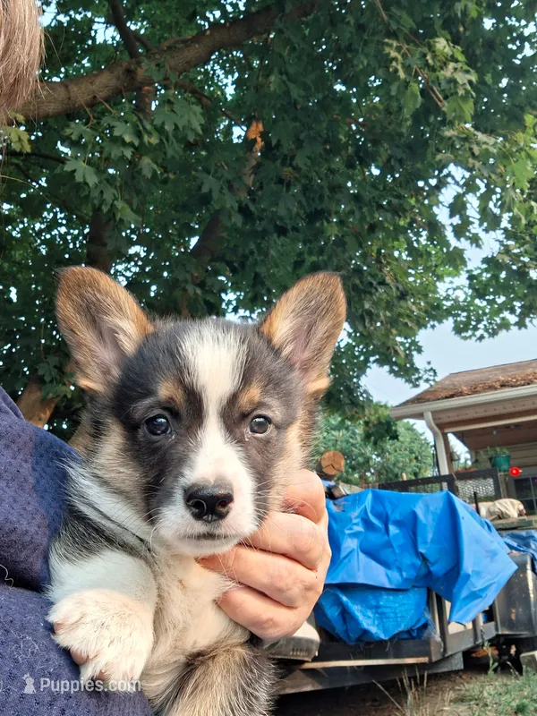 Smokey – Pembroke Welsh Corgi puppy for sale in Spokane, WA