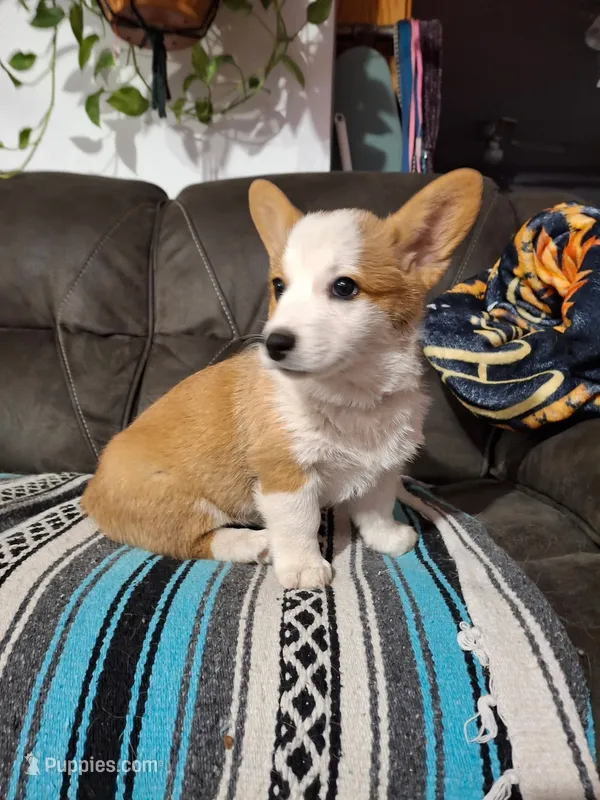 Holly – Pembroke Welsh Corgi puppy for sale in Spokane, WA