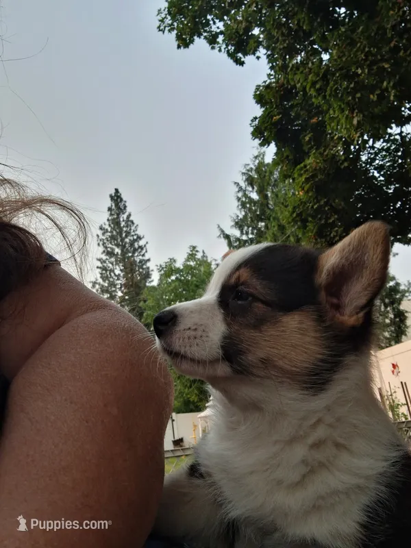 Ziggy – Pembroke Welsh Corgi puppy for sale in Spokane, WA
