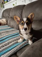 Smokey, a male Pembroke Welsh Corgi for sale in Spokane, WA – 1 of 4