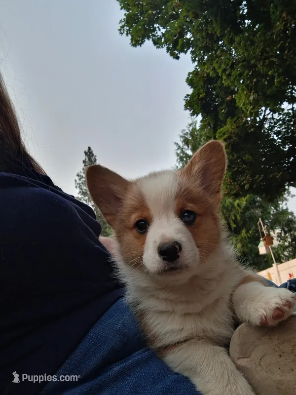 Oscar – Pembroke Welsh Corgi puppy for sale in Spokane, WA