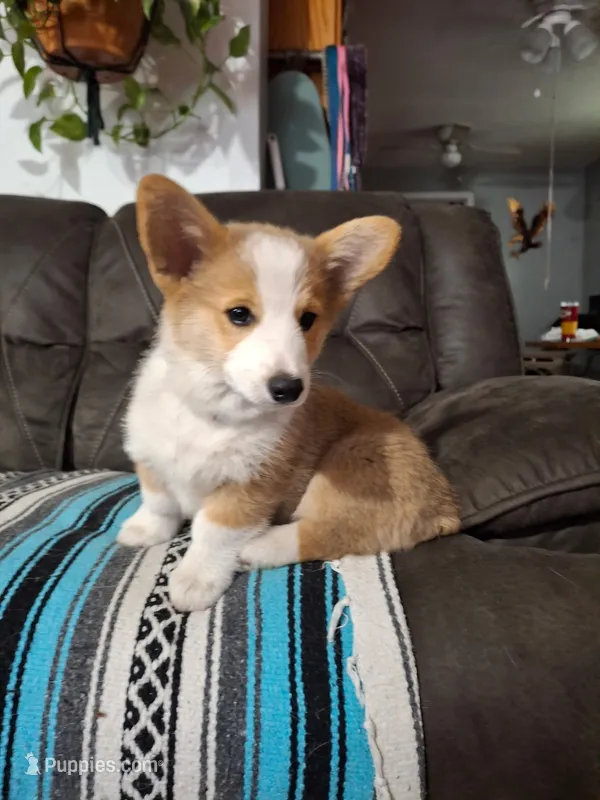 Oscar – Pembroke Welsh Corgi puppy for sale in Spokane, WA