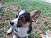 Smokey, a male Pembroke Welsh Corgi for sale in Spokane, WA – 4 of 4