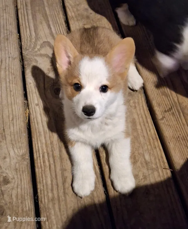 Holly – Pembroke Welsh Corgi puppy for sale in Spokane, WA