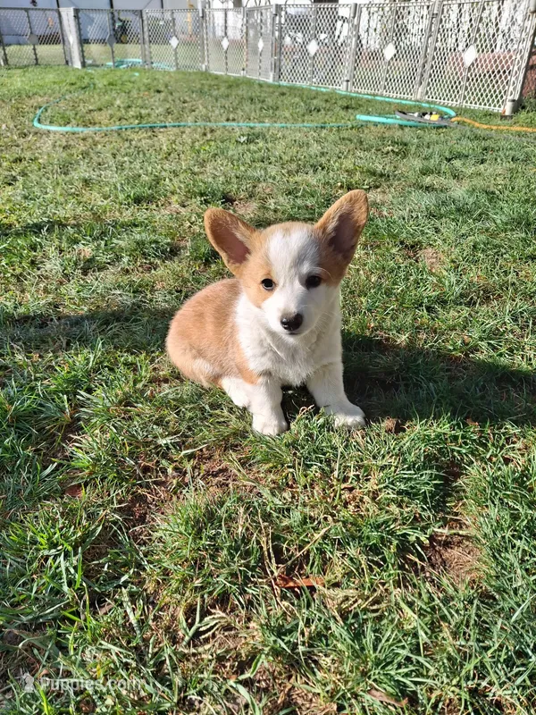 Holly – Pembroke Welsh Corgi puppy for sale in Spokane, WA