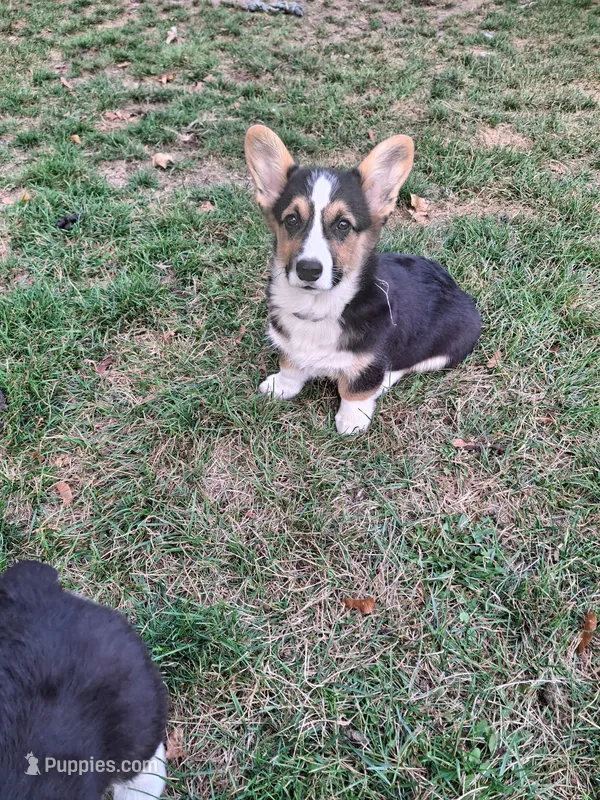 Smokey – Pembroke Welsh Corgi puppy for sale in Spokane, WA
