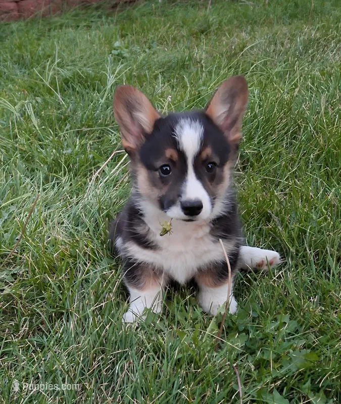 Smokey – Pembroke Welsh Corgi puppy for sale in Spokane, WA