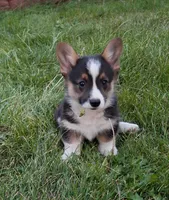 Smokey, a male Pembroke Welsh Corgi for sale in Spokane, WA – 2 of 4
