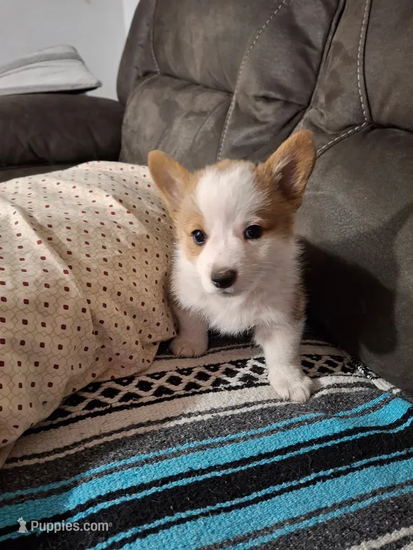 Holly – Pembroke Welsh Corgi puppy for sale in Spokane, WA