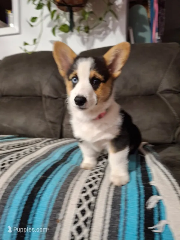 Ziggy – Pembroke Welsh Corgi puppy for sale in Spokane, WA