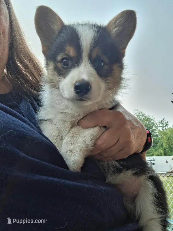 Shadow – Pembroke Welsh Corgi puppy for sale in Spokane, WA