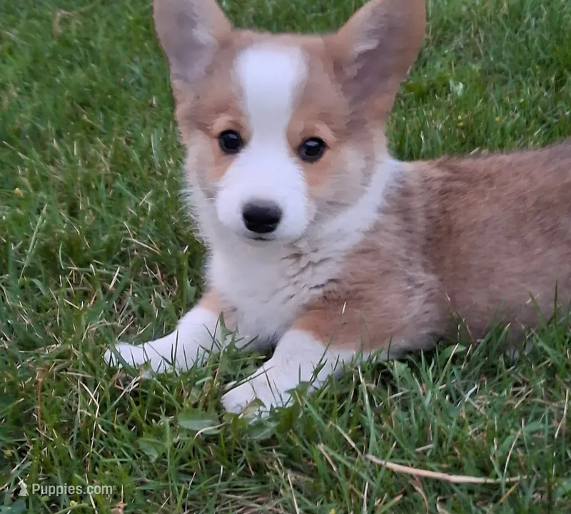 Oscar – Pembroke Welsh Corgi puppy for sale in Spokane, WA