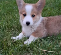 Oscar, a male Pembroke Welsh Corgi for sale in Spokane, WA – 2 of 3