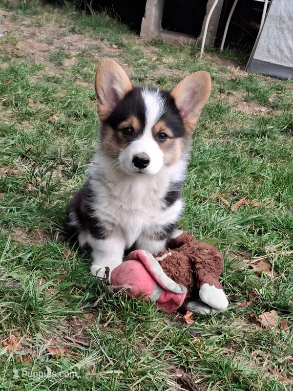 Shadow – Pembroke Welsh Corgi puppy for sale in Spokane, WA