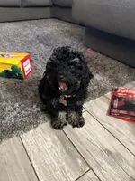 Luna AKC puppies, a  Poodle - Toy  for sale in Coral Springs, FL – Photo 3 of 3