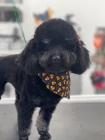 Luna AKC puppies, a  Poodle - Toy  for sale in Coral Springs, FL – Photo 2 of 3