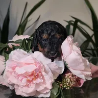 Toy Poodles AKC- Phantom colors, a male Poodle - Toy  for sale in Coral Springs, FL – Photo 1 of 6