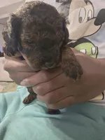 D&K Poodles, a male Poodle - Toy  for sale in Coral Springs, FL – Photo 3 of 3