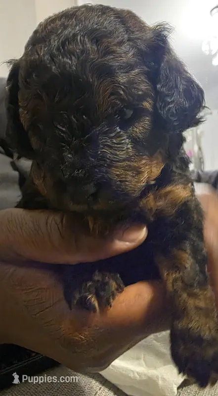 D&K Poodles, a male Poodle - Toy  for sale in Coral Springs, FL – Photo 1 of 3