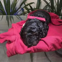 Toy Poodles AKC- Phantom colors, a male Poodle - Toy  for sale in Coral Springs, FL – Photo 3 of 6