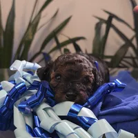 Toy Poodles AKC- Phantom colors, a male Poodle - Toy  for sale in Coral Springs, FL – Photo 2 of 6