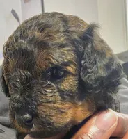 D&K Poodles, a male Poodle - Toy  for sale in Coral Springs, FL – Photo 2 of 3