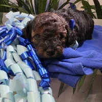 Toy Poodles AKC- Phantom colors, a male Poodle - Toy  for sale in Coral Springs, FL – Photo 4 of 6