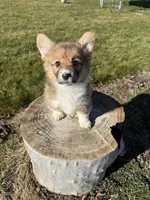 Fluffy corgi, a female Pembroke Welsh Corgi for sale in Pasco, WA – Photo 3 of 3