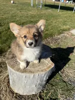 Fluffy corgi, a female Pembroke Welsh Corgi for sale in Pasco, WA – Photo 2 of 3