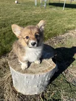 Fluffy corgi, a female Pembroke Welsh Corgi for sale in Pasco, WA – Photo 1 of 3