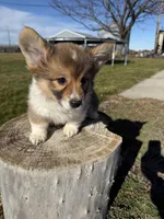 Fluffy corgi, a female Pembroke Welsh Corgi for sale in Pasco, WA – Photo 2 of 2