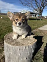 Fluffy corgi, a female Pembroke Welsh Corgi for sale in Pasco, WA – Photo 1 of 2