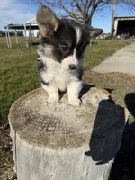 Fluffy corgi, a female Pembroke Welsh Corgi for sale in Pasco, WA – Photo 3 of 3