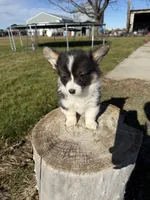Fluffy corgi, a female Pembroke Welsh Corgi for sale in Pasco, WA – Photo 2 of 3