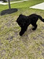 Mickey, a female Poodle - Standard  for sale in Conroe, TX – 2 of 2