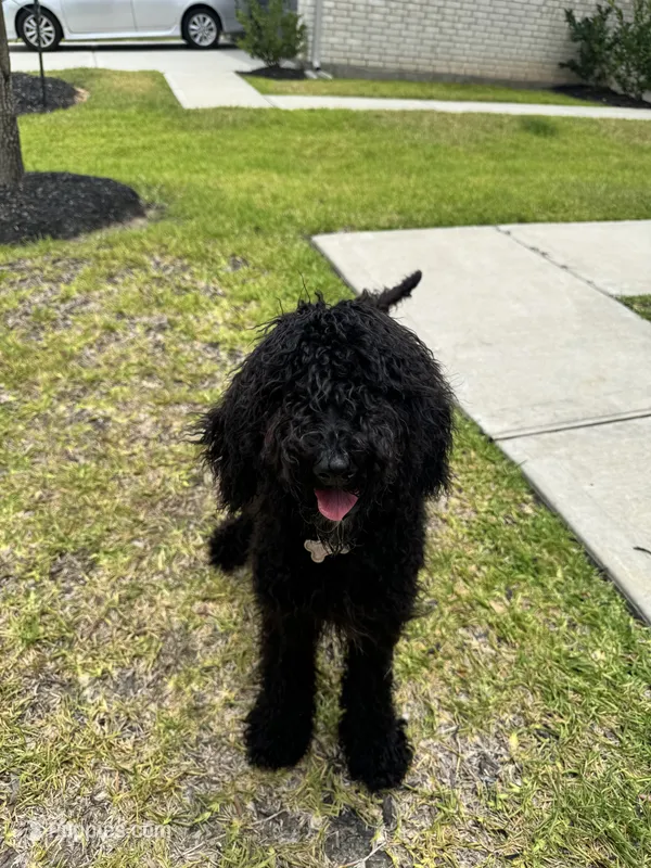 Mickey – Poodle - Standard  puppy for sale in Conroe, TX