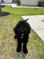Mickey, a female Poodle - Standard  for sale in Conroe, TX – 1 of 2