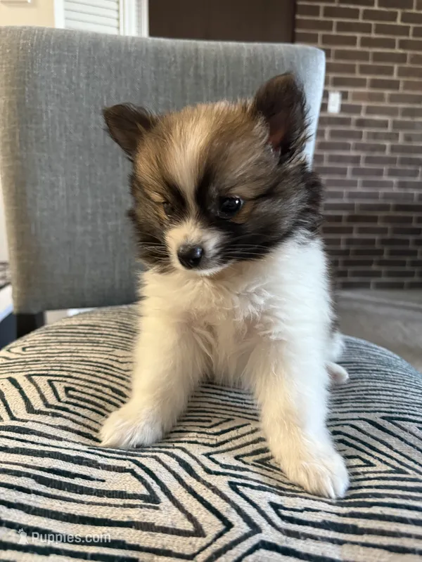 Jacob  – Pomeranian puppy for sale in Batavia, IL