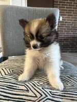 Jacob , a male Pomeranian for sale in Batavia, IL – 1 of 1