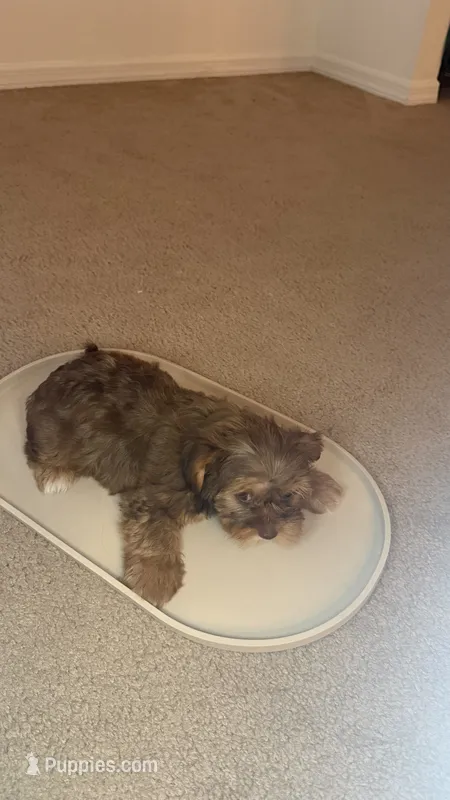 Baby 2 – Yorkshire Terrier puppy for sale in Tampa, FL