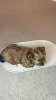 Lizzy, a female Yorkshire Terrier for sale in Tampa, FL – 2 of 9