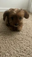 Lizzy, a female Yorkshire Terrier for sale in Tampa, FL – 7 of 9