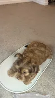 Gordo, a male Yorkshire Terrier for sale in Tampa, FL – 2 of 2