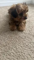 Lizzy, a female Yorkshire Terrier for sale in Tampa, FL – 8 of 9