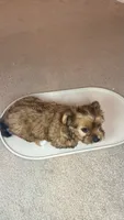 Lizzy, a female Yorkshire Terrier for sale in Tampa, FL – 3 of 9