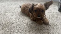 Lizzy, a female Yorkshire Terrier for sale in Tampa, FL – 5 of 9