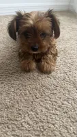 Lizzy, a female Yorkshire Terrier for sale in Tampa, FL – 9 of 9