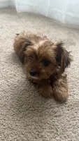 Lizzy, a female Yorkshire Terrier for sale in Tampa, FL – 4 of 9