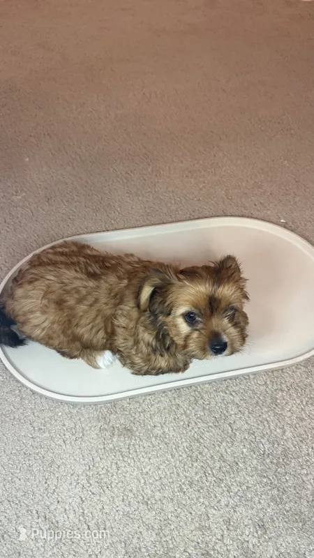 Lizzy – Yorkshire Terrier puppy for sale in Tampa, FL