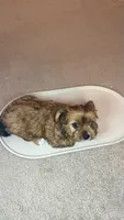 Lizzy, a female Yorkshire Terrier for sale in Tampa, FL – 1 of 9